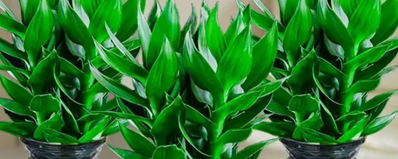 观音竹被冻伤的补救方法，需要将其移入室内环境中