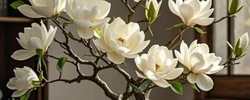 星花玉兰在哪个季节开，在春季3-4月开放