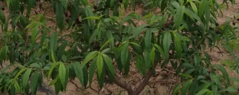 桃树的摘心方法，将新梢顶部的幼嫩和芽叶去除