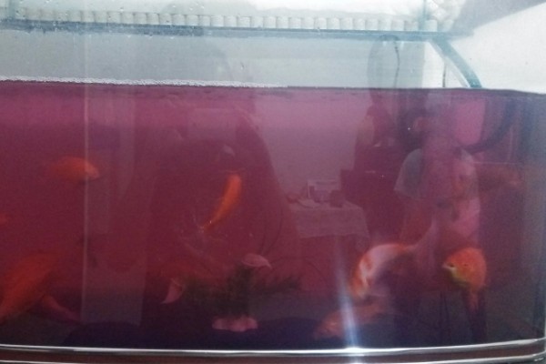 二氧化氯给鱼缸消毒一次放多少,一般都是一吨水放1片