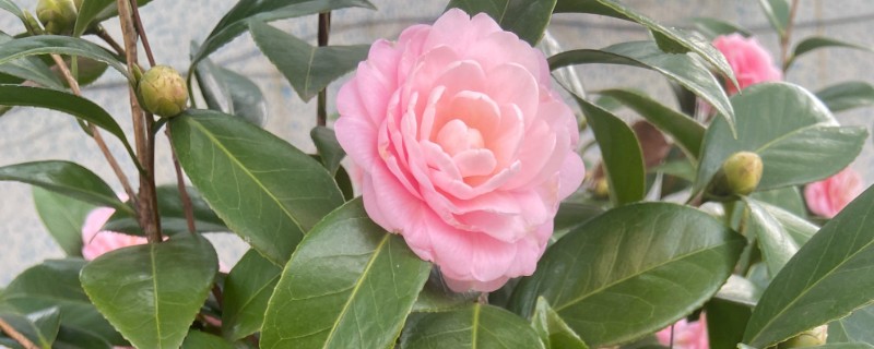 夏天怎么养茶花，要做好遮阴措施