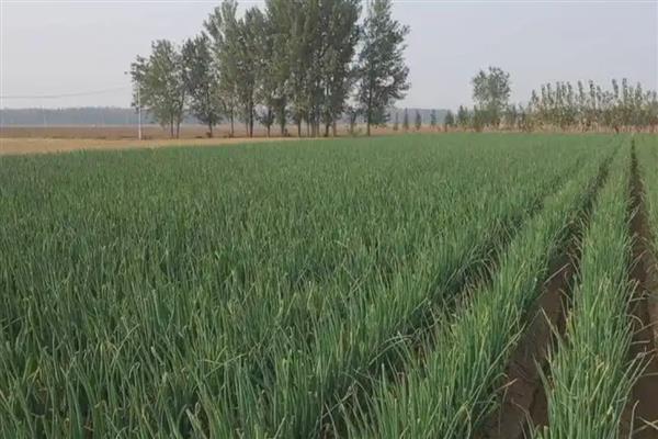 种植大葱的误区，有以下5个误区