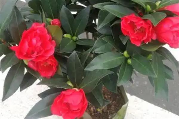 夏天怎么养茶花，要做好遮阴措施