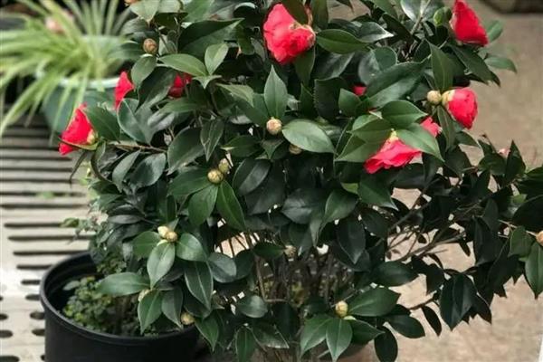 夏天怎么养茶花，要做好遮阴措施
