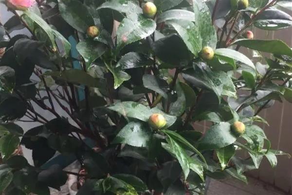 夏天怎么养茶花，要做好遮阴措施