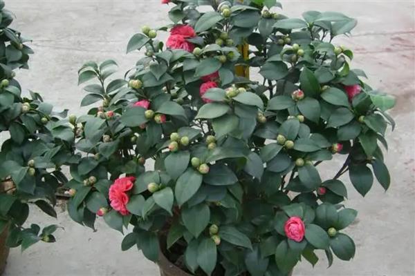 夏天怎么养茶花，要做好遮阴措施