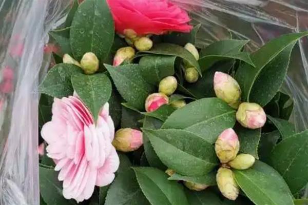 夏天怎么养茶花，要做好遮阴措施