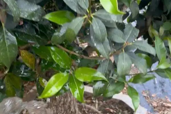 桂花树好不好养，是非常好养活的