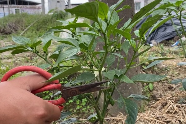 辣椒什么时候打尖，在小苗开始分三个叉的时候进行