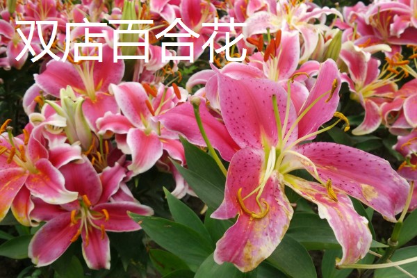 江苏省东海县的特产，有老淮猪肉、西红柿等