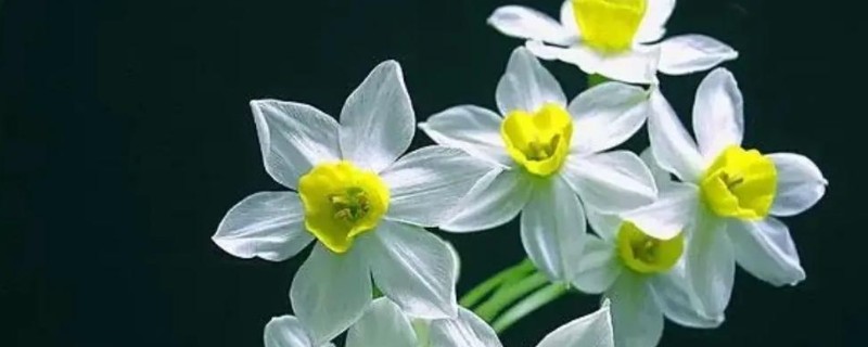 水仙花怎么增温催花，可通过阳光、灯光来增温