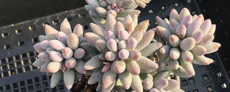 怎么养多肉婴儿手指，喜欢在微干的地方生长