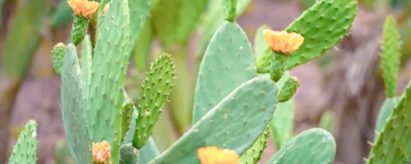 食用仙人掌的如何施肥，可采用腐熟的鸡粪、牛粪等