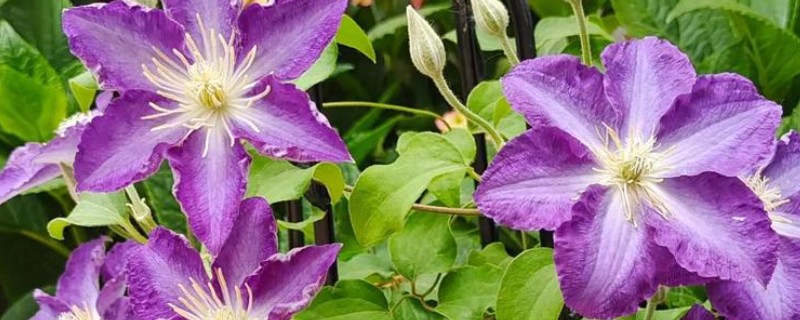 铁线莲的换盆时间,可以在春季换盆