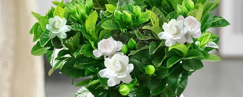 栀子花耷拉头怎么处理，可能是浇水过多所致