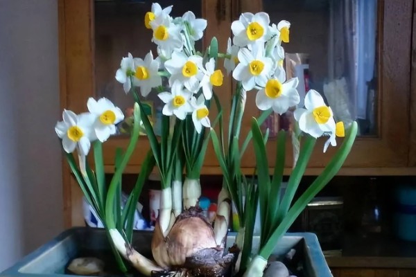 水仙花怎么增温催花，可通过阳光、灯光来增温