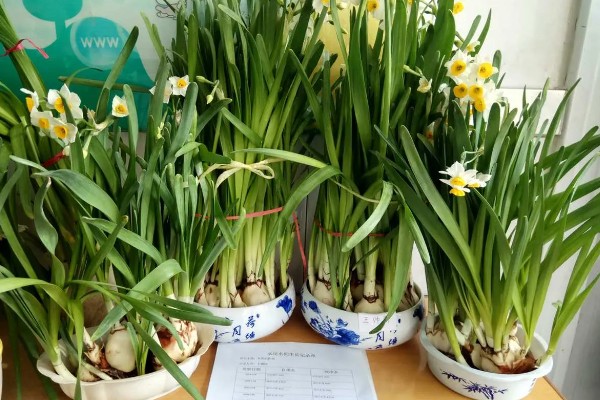 水仙花怎么增温催花，可通过阳光、灯光来增温