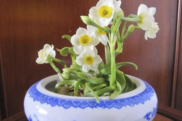 水仙花怎么增温催花，可通过阳光、灯光来增温