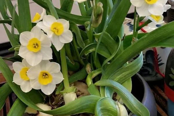 水仙花怎么增温催花，可通过阳光、灯光来增温