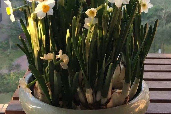 水仙花怎么增温催花，可通过阳光、灯光来增温