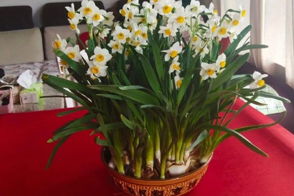 水仙花怎么增温催花，可通过阳光、灯光来增温