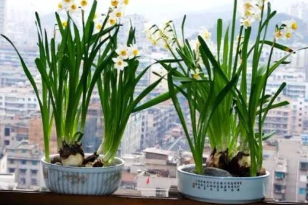 水仙花怎么增温催花，可通过阳光、灯光来增温