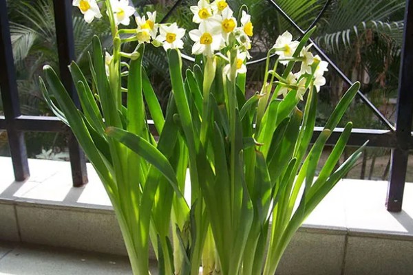 水仙花怎么增温催花，可通过阳光、灯光来增温