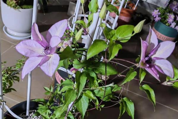 铁线莲的换盆时间,可以在春季换盆