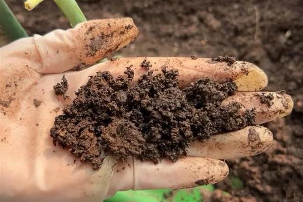 铁线莲的换盆时间,可以在春季换盆