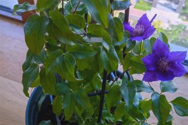 铁线莲的换盆时间,可以在春季换盆