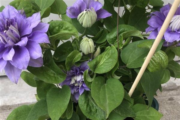 铁线莲的换盆时间,可以在春季换盆