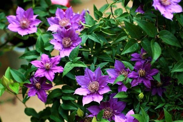 铁线莲的换盆时间,可以在春季换盆