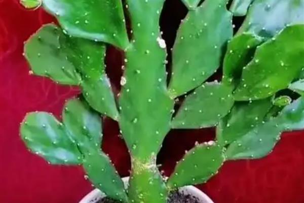 食用仙人掌的如何施肥,可采用腐熟的鸡粪、牛粪等