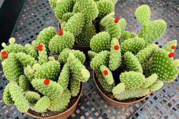 食用仙人掌的如何施肥,可采用腐熟的鸡粪、牛粪等