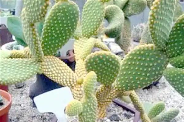 食用仙人掌的如何施肥,可采用腐熟的鸡粪、牛粪等