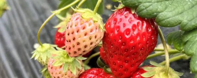 草莓僵果的原因，可能是氮肥施用过多所致