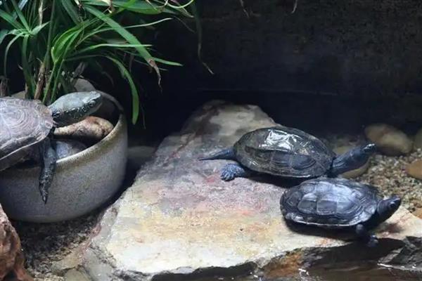 草龟需要躲避洞吗，有条件的话可以安排一个