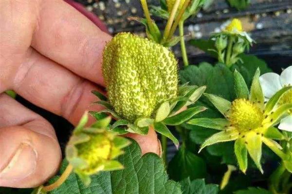 草莓僵果的原因，可能是氮肥施用过多所致
