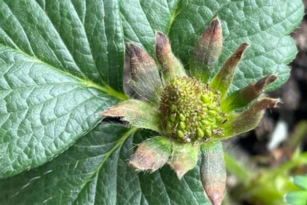 草莓僵果的原因，可能是氮肥施用过多所致