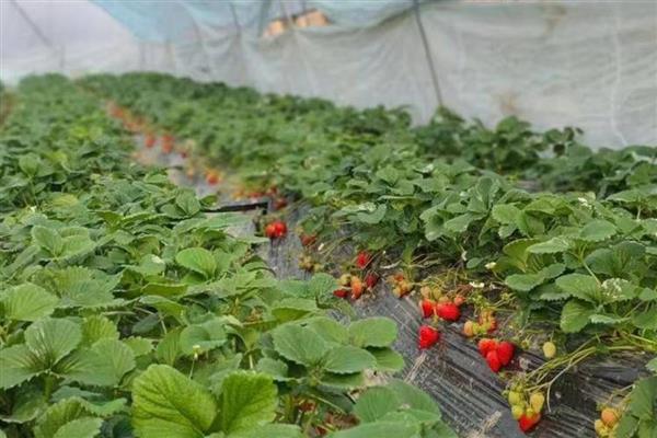 草莓僵果的原因，可能是氮肥施用过多所致