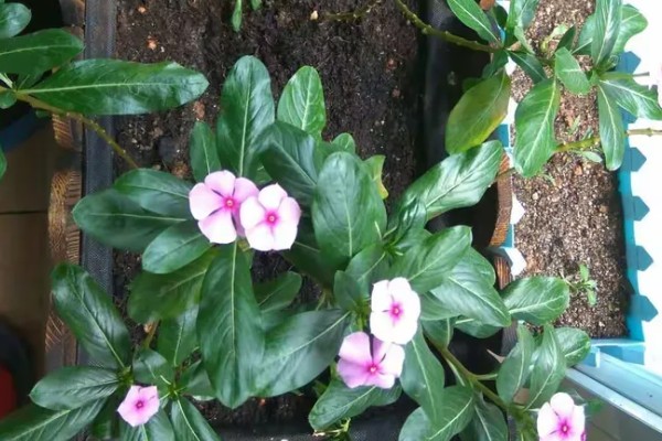 垂吊长春花如何养殖，春秋季大概3-4天浇水一次