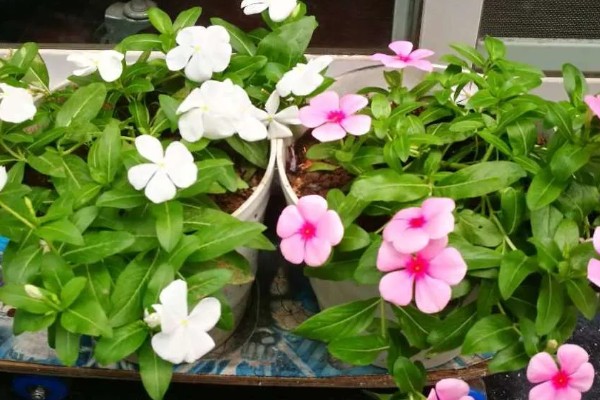 垂吊长春花如何养殖，春秋季大概3-4天浇水一次