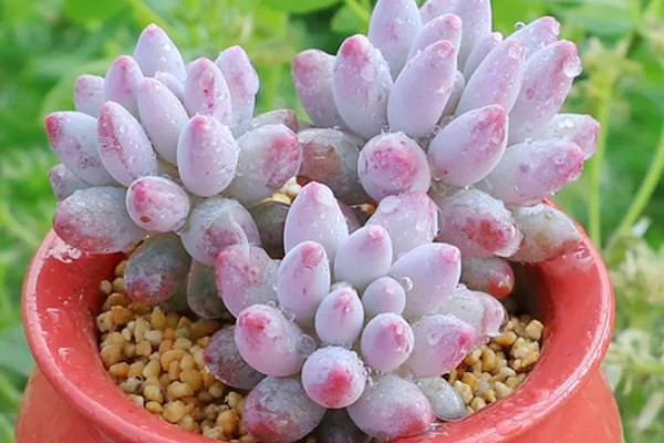 怎么养多肉婴儿手指,喜欢在微干的地方生长