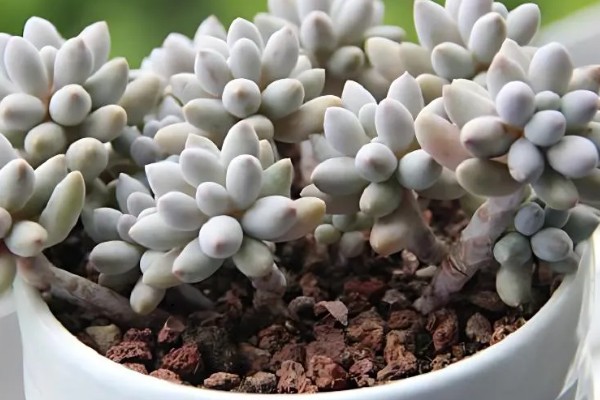 怎么养多肉婴儿手指,喜欢在微干的地方生长