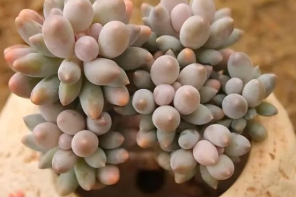 怎么养多肉婴儿手指,喜欢在微干的地方生长