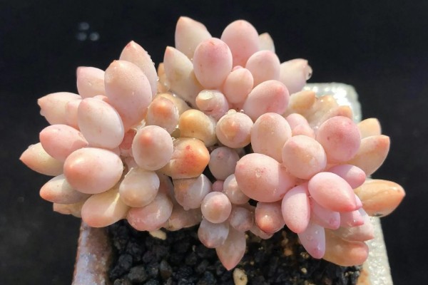 怎么养多肉婴儿手指,喜欢在微干的地方生长