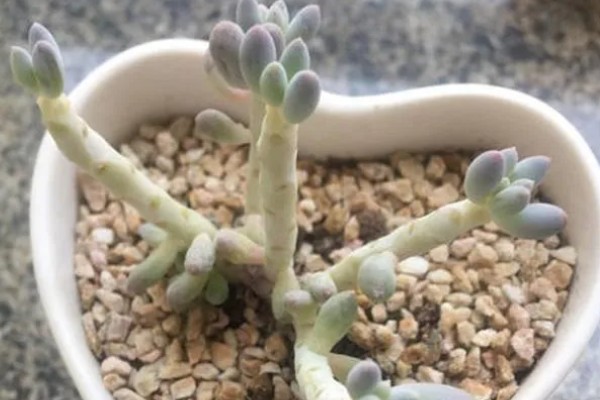 怎么养多肉婴儿手指,喜欢在微干的地方生长