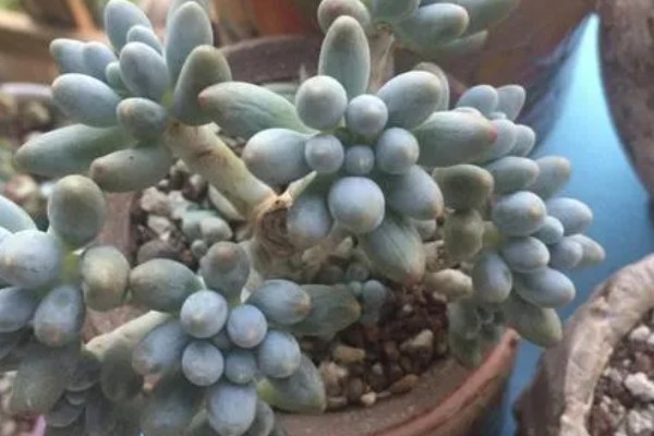 怎么养多肉婴儿手指,喜欢在微干的地方生长