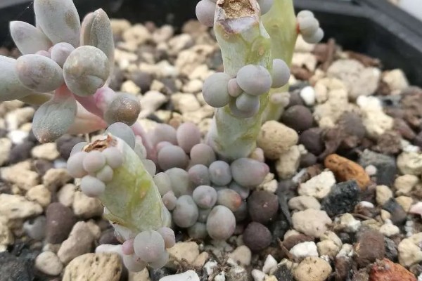 怎么养多肉婴儿手指,喜欢在微干的地方生长