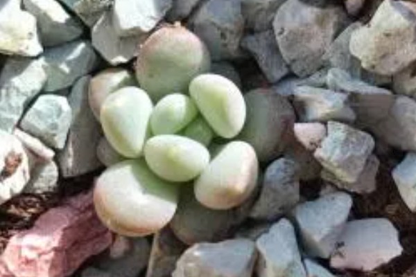 怎么养多肉婴儿手指,喜欢在微干的地方生长